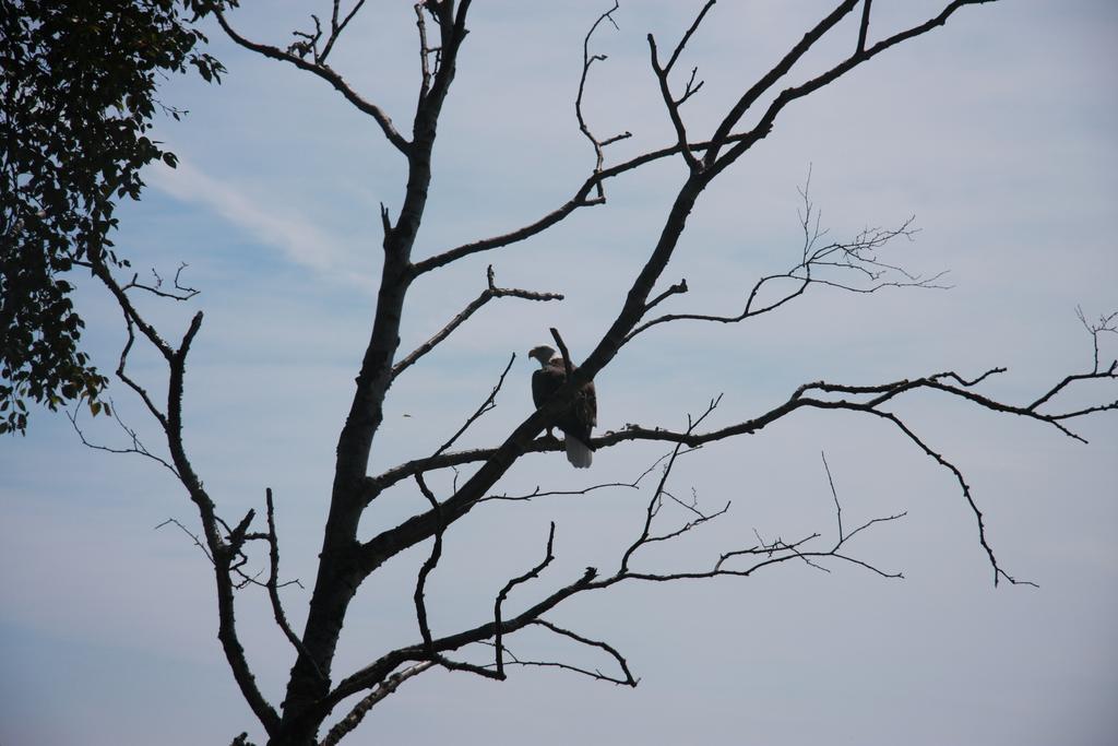 Cliff Dweller On Lake Superior Tofte Экстерьер фото